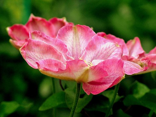 Tamron 90mmF2.8 macro(127E)+Adapter