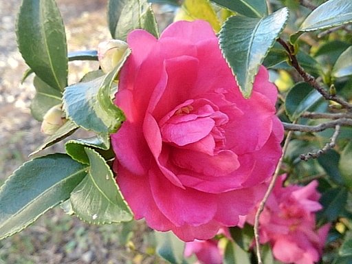 サザンカの横顔