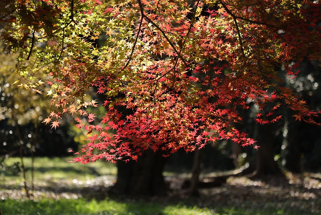 東京の里山、やっと紅葉