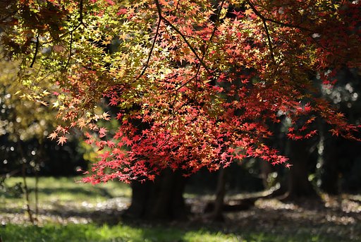 東京の里山、やっと紅葉