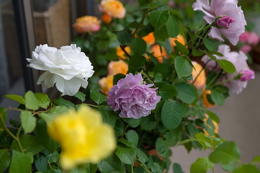 ベランダの薔薇