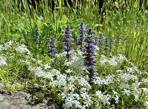 高山の花−１
