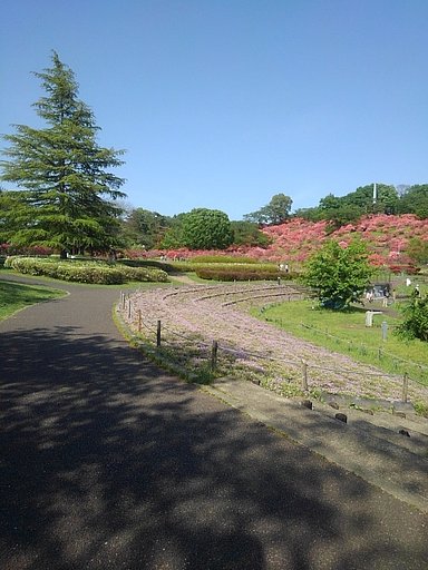 私の地元のツツジの名所の公園