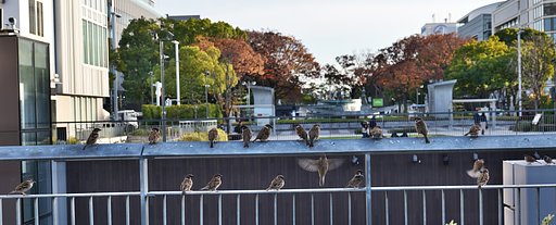 街雀