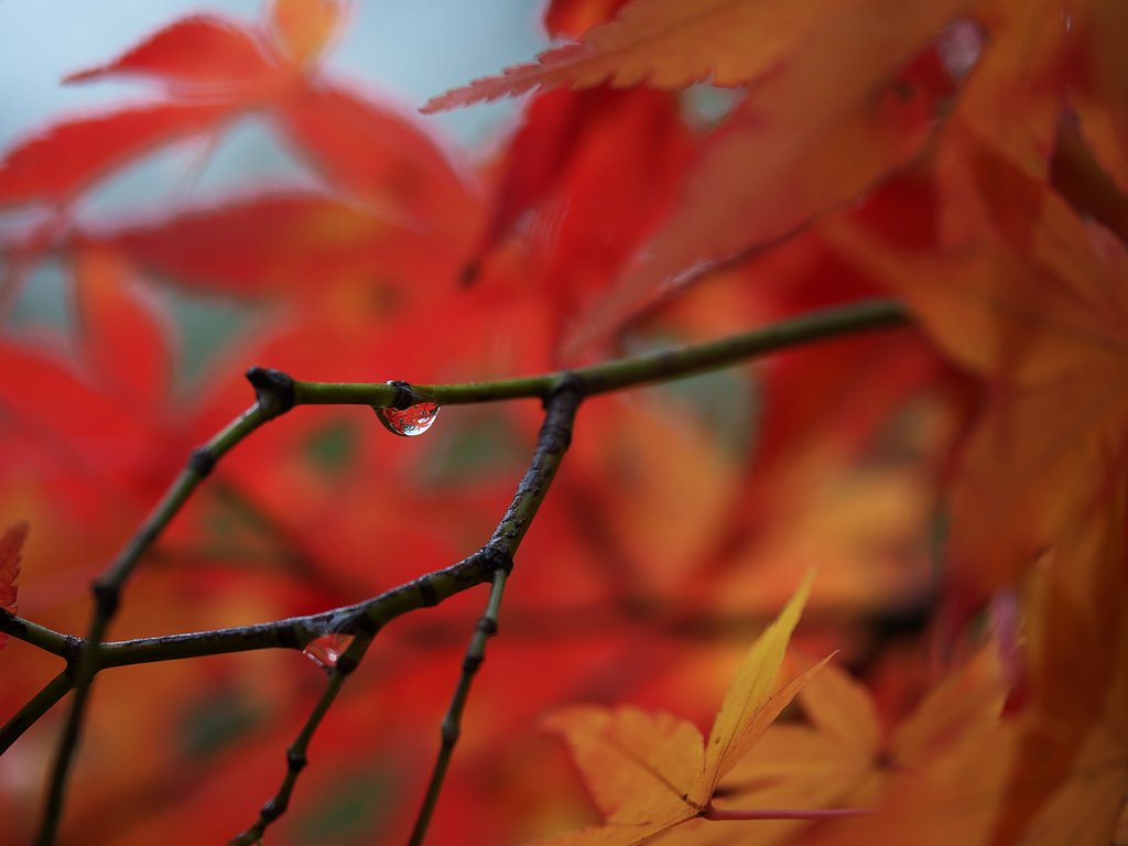 もみじ雨１