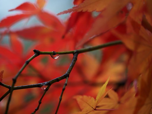 もみじ雨１