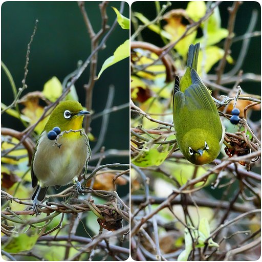 メグロという名前の鳥は？