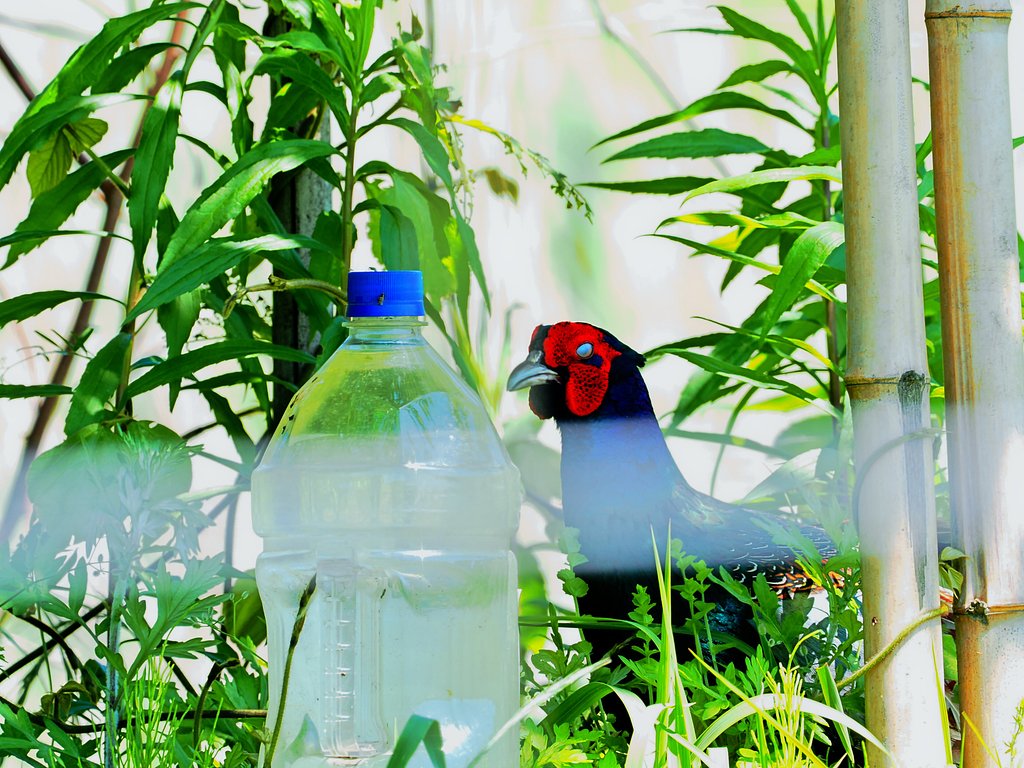 キジの瞬膜