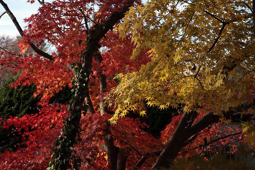大船植物園