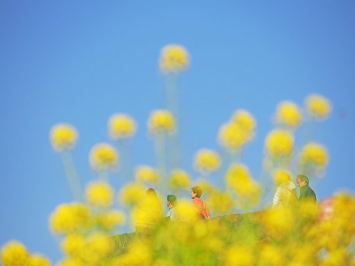 春が見えた日