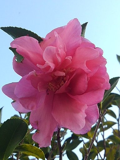 文化の日に撮影したサザンカ