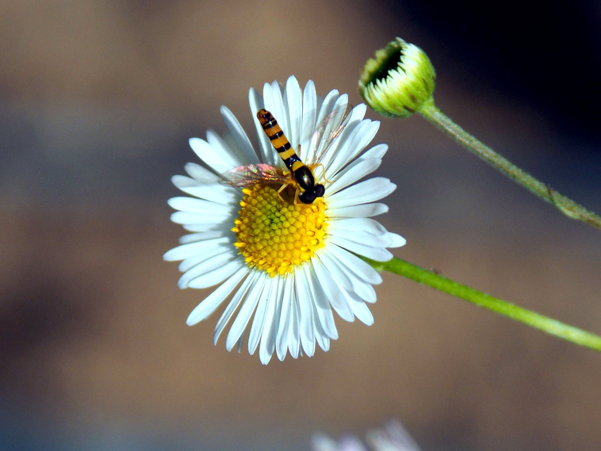 Tamron 28-300mmF3.5-6.3 macro+Adapter