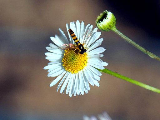 Tamron 28-300mmF3.5-6.3 macro+Adapter