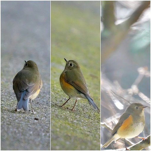 ルリビタキ♀