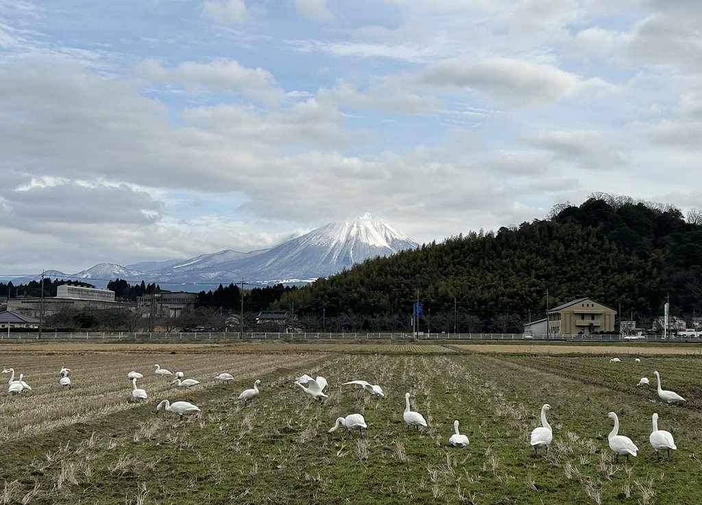 コハクチョウ&大山