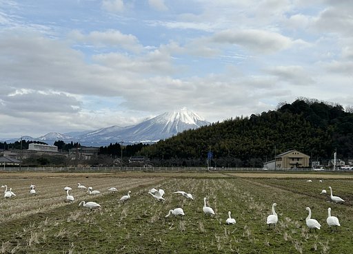 コハクチョウ&大山