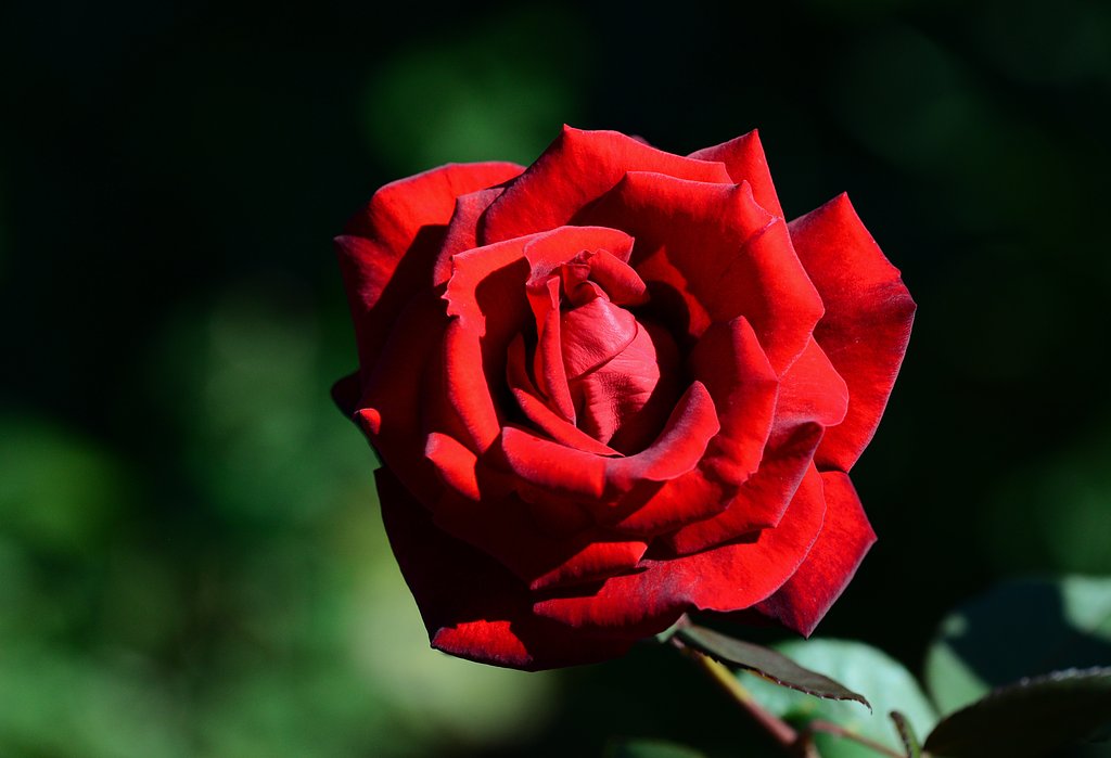深紅の薔薇