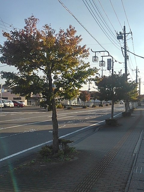 街路樹（11/1に撮影）