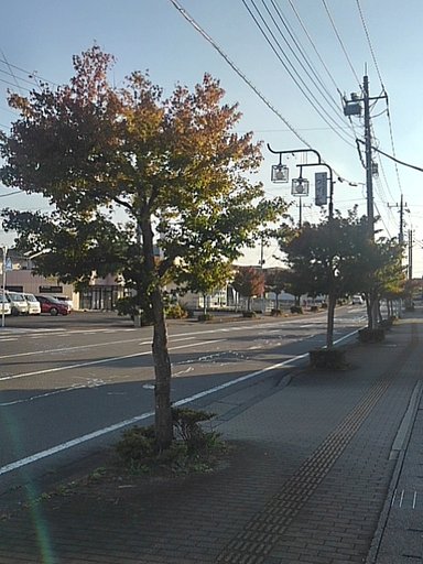 街路樹（11/1に撮影）