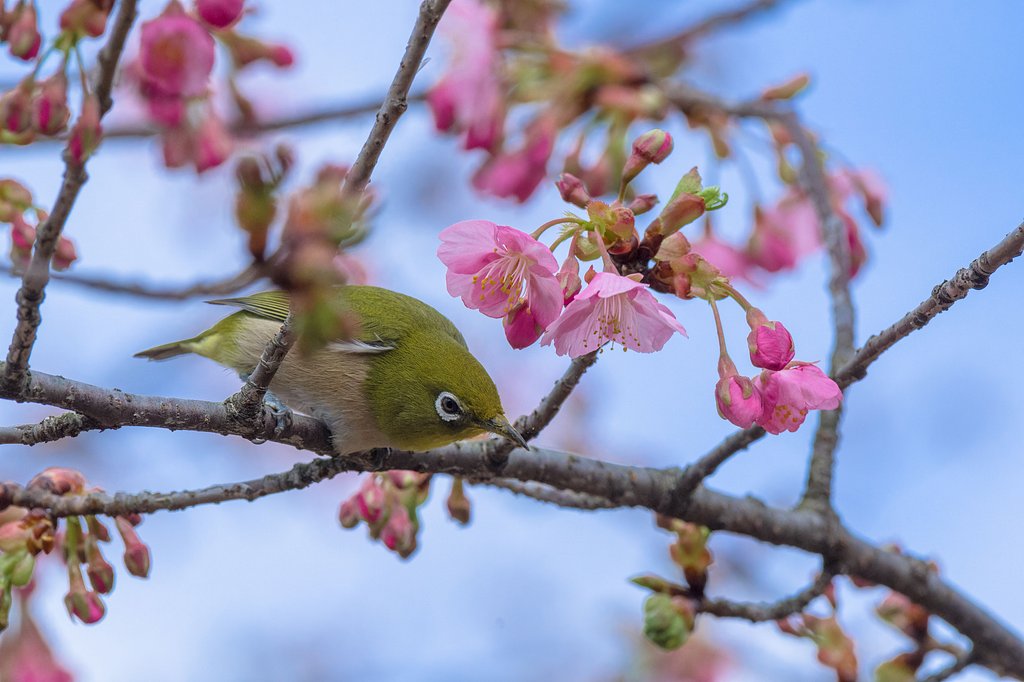 河津桜にもイケイケ！