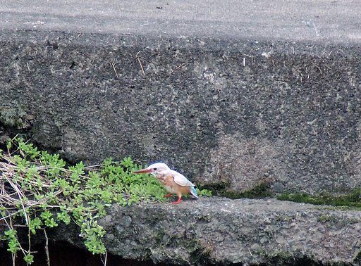 白いカワセミ
