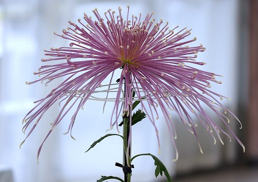 菊花大会