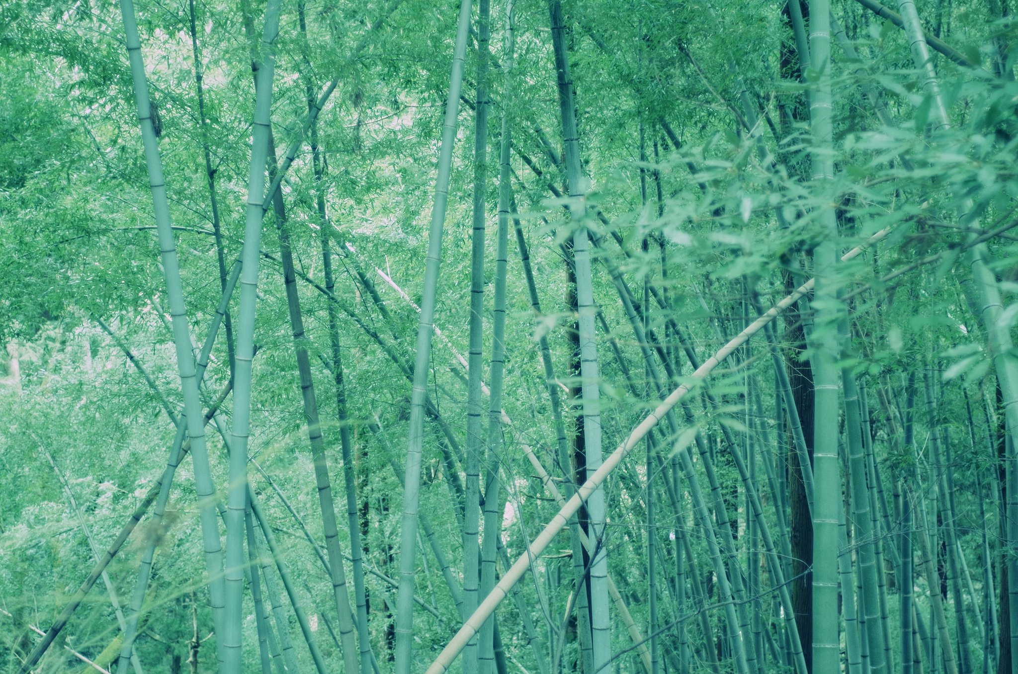 青竹
