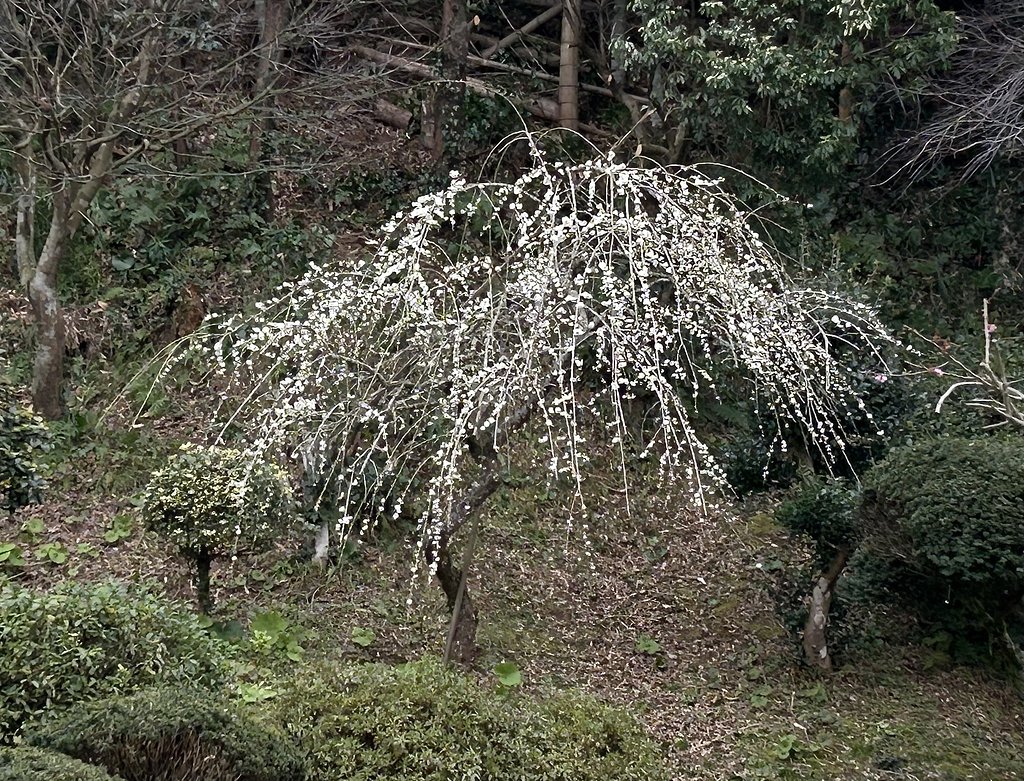 枝垂れ梅−３
