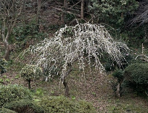 枝垂れ梅−３