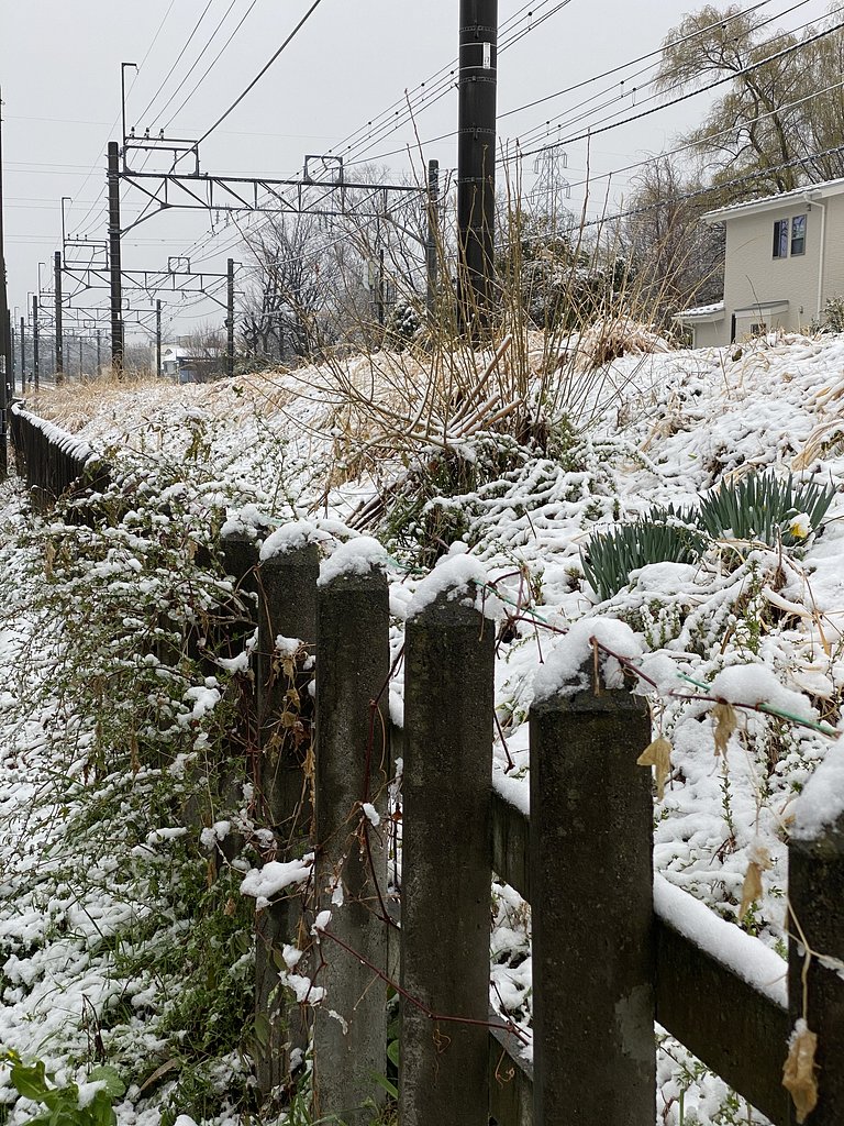 春の雪