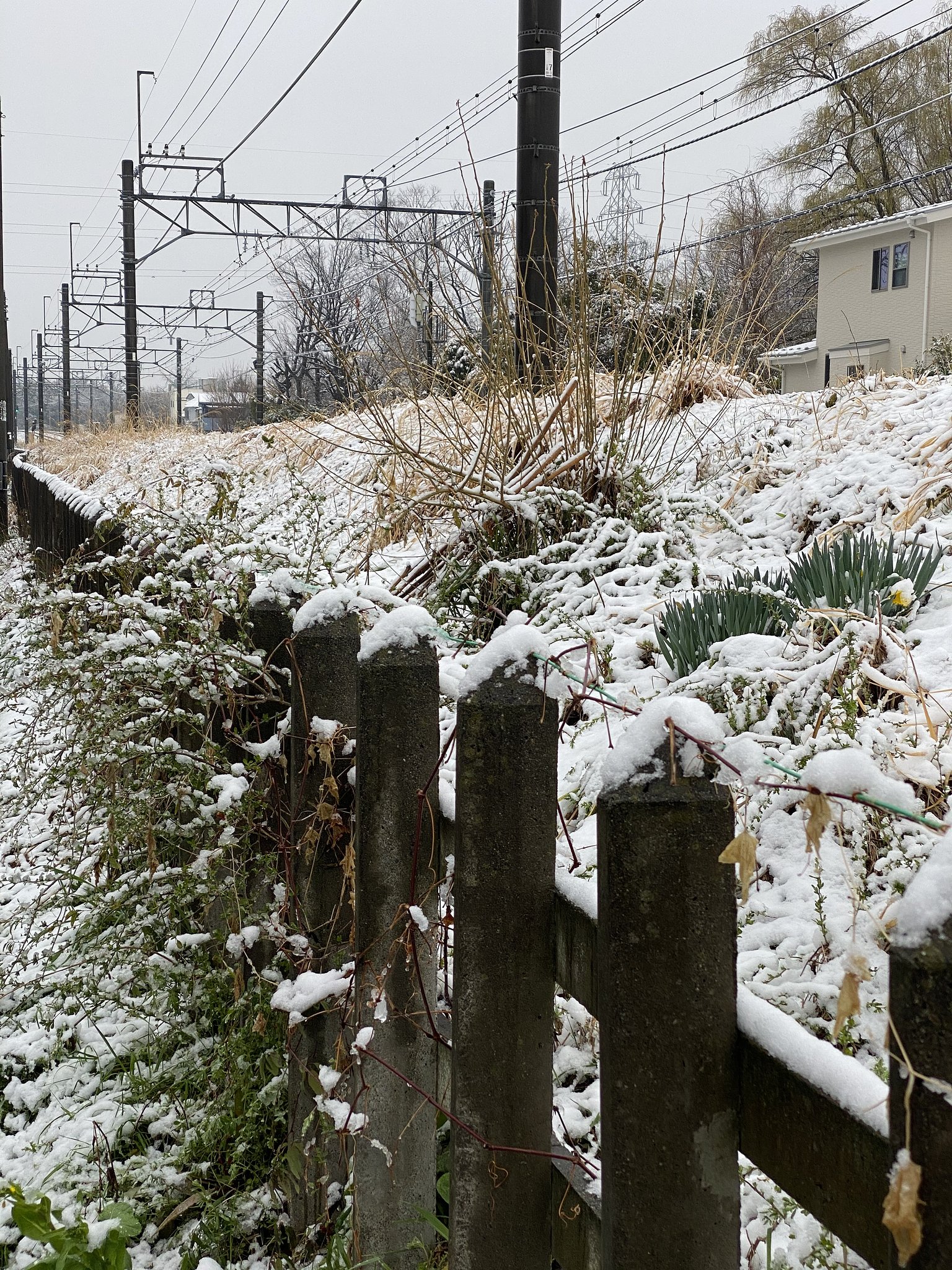 春の雪