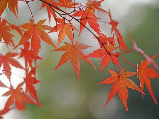 秋の形
