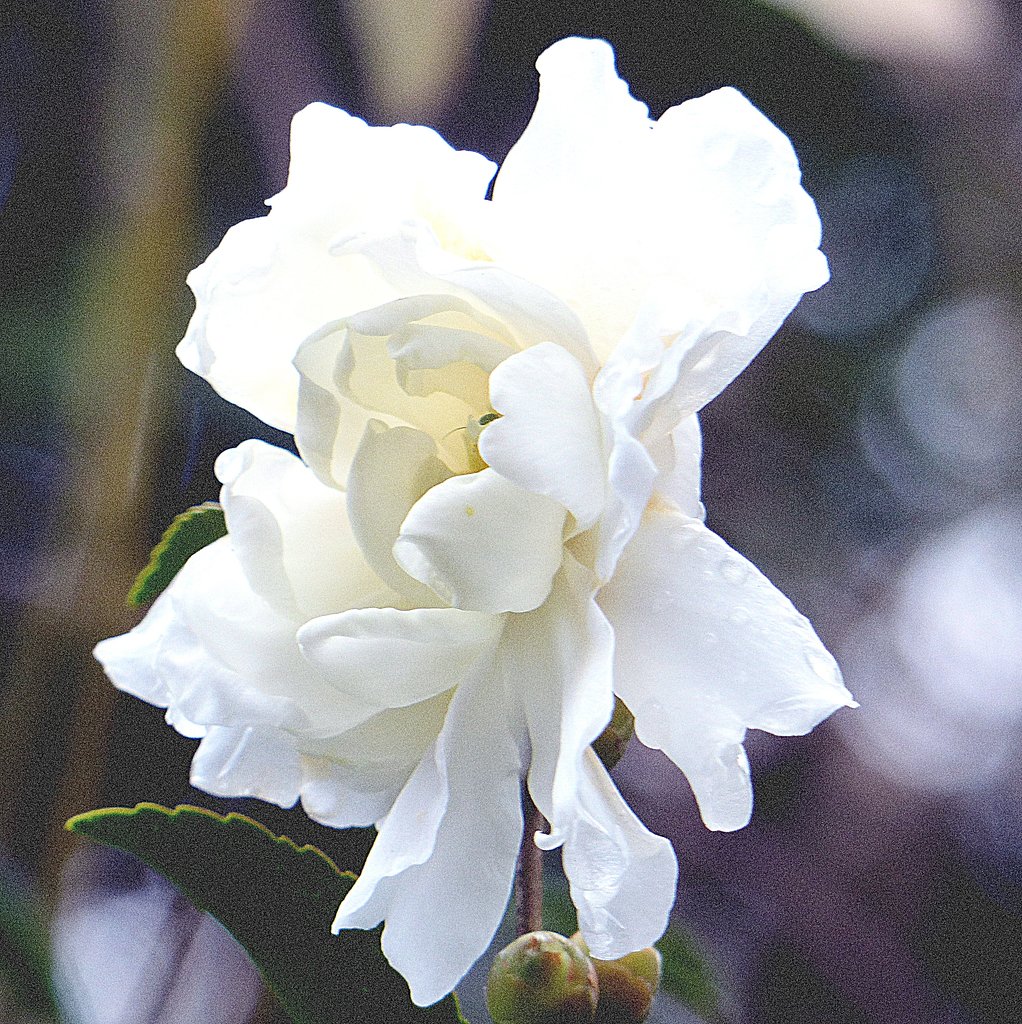 山茶花の