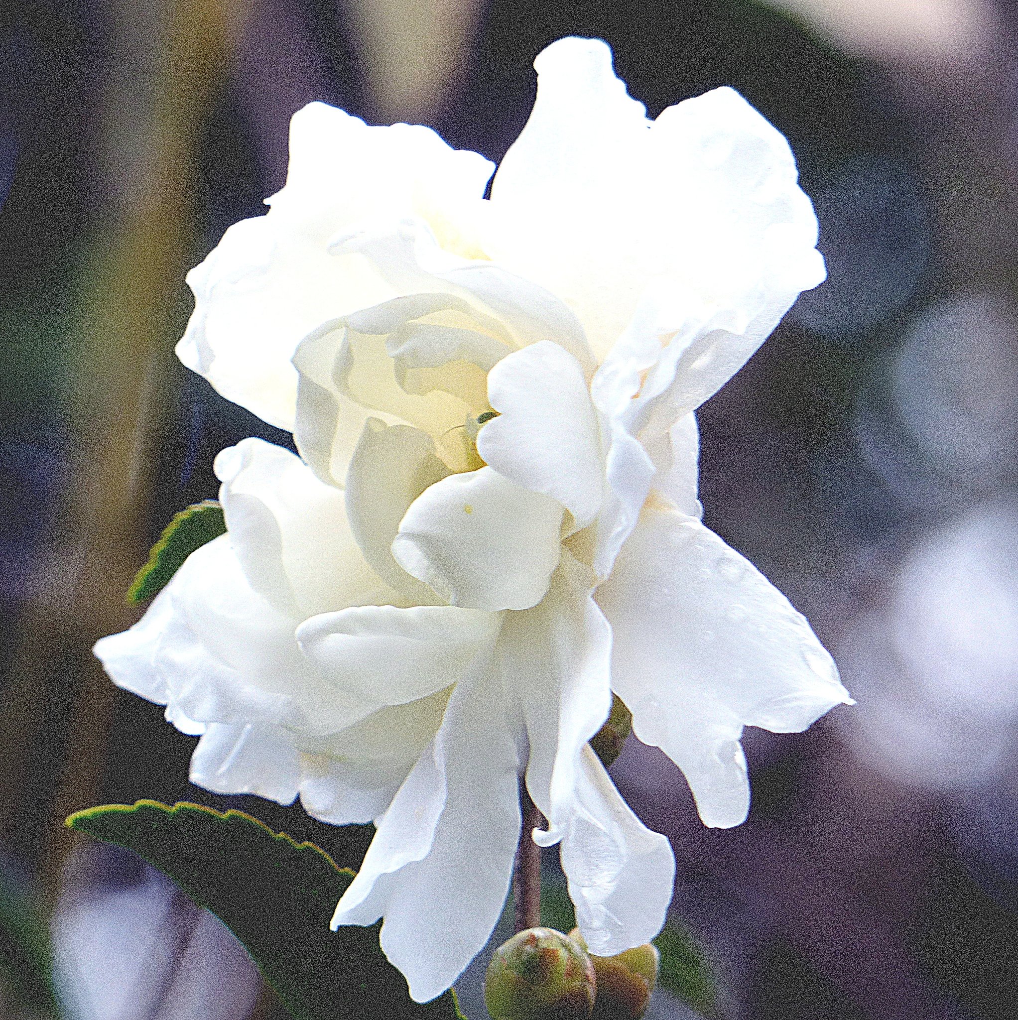 山茶花の