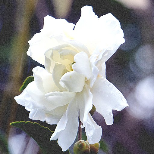 山茶花の