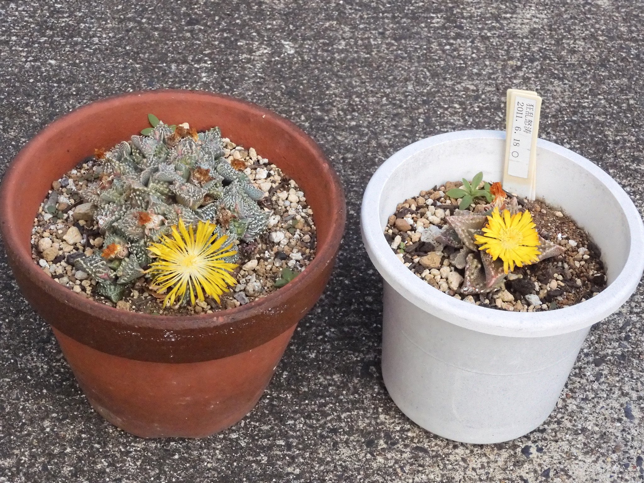 メセンの花