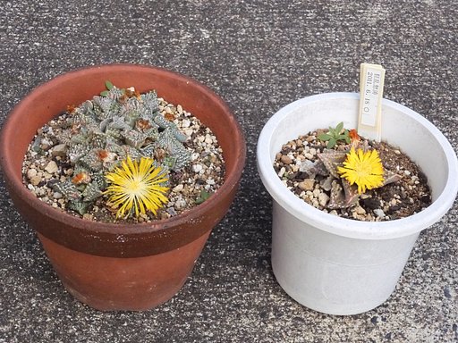 メセンの花