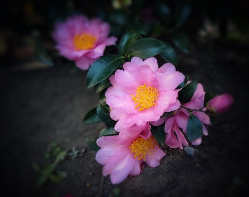 冬の花さざんか