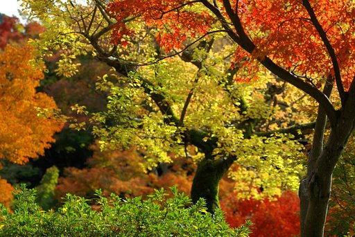 ああ、紅葉