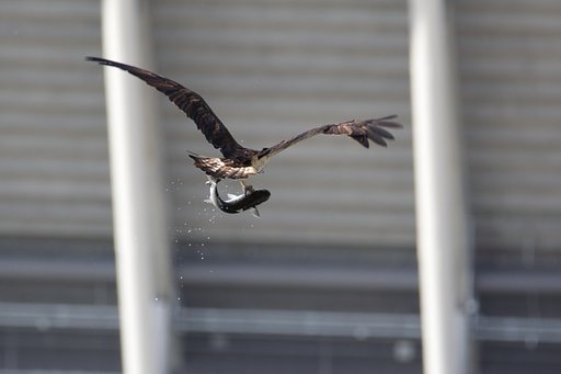 ミサゴの獲物はけた違い