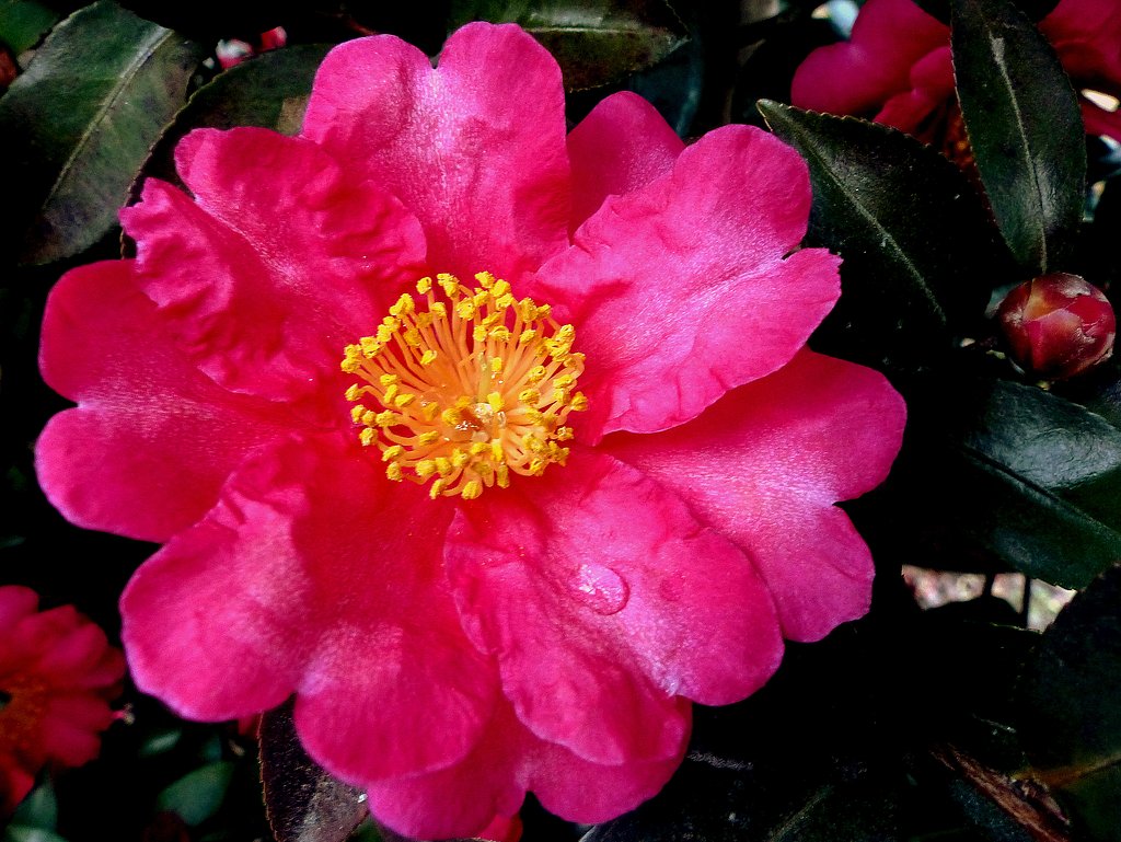山茶花UP