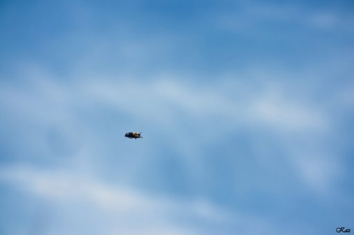 6月4日の写真