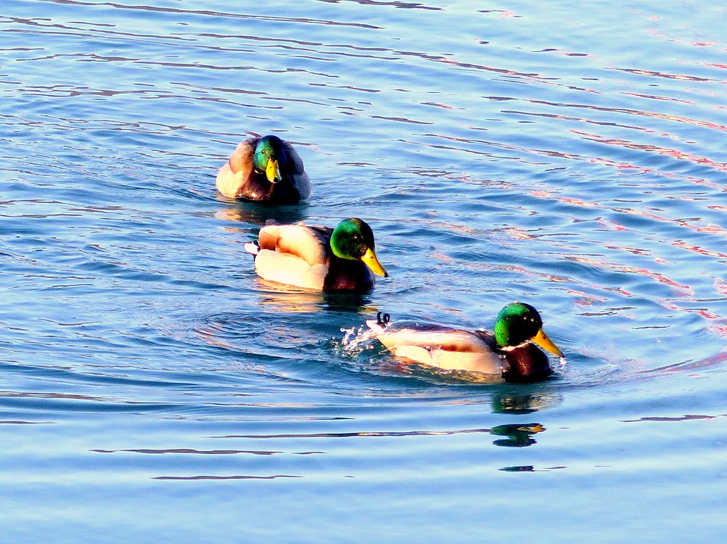 海の散歩で出会った鳥　３