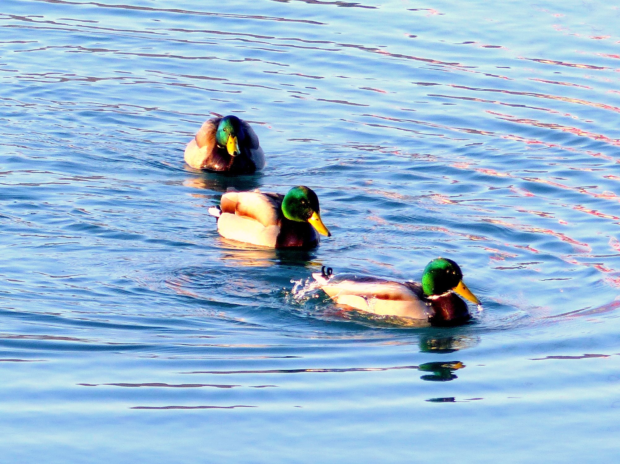 海の散歩で出会った鳥　３
