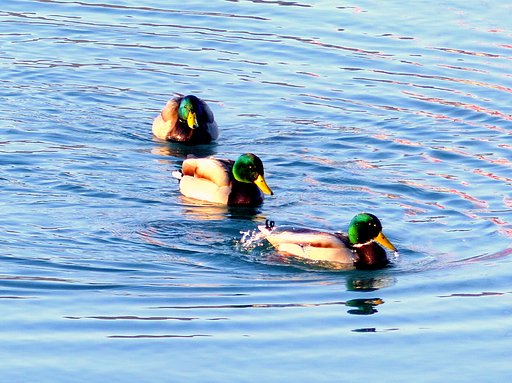 海の散歩で出会った鳥　３