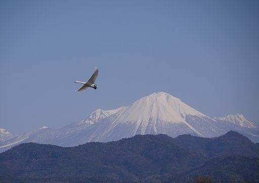 コハクチョウ＆大山２