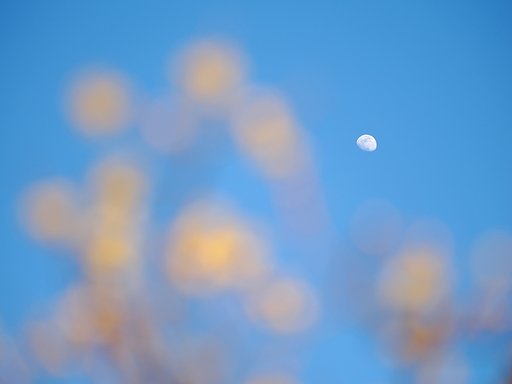 1月21日の写真