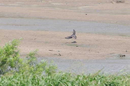 ハヤブサの耐G性能