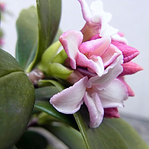 沈丁花
