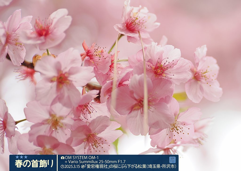 春の首飾り